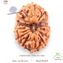 Load image into Gallery viewer, 14 mukhi Indonesian Rudraksha - Bead No.407