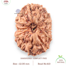 Load image into Gallery viewer, 14 mukhi Indonesian Rudraksha - Bead No.410