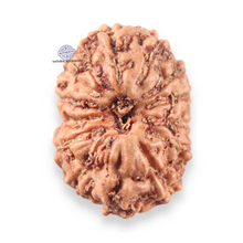 Load image into Gallery viewer, 14 mukhi Indonesian Rudraksha - Bead No.410