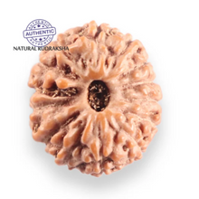 Load image into Gallery viewer, 14 mukhi Indonesian Rudraksha - Bead No. 419