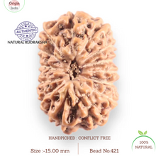 Load image into Gallery viewer, 14 mukhi Indonesian Rudraksha - Bead No. 421