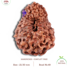 Load image into Gallery viewer, 17 Mukhi Rudraksha from Indonesia - Bead No. 49