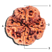Load image into Gallery viewer, 4 Mukhi Rudraksha from Nepal - Bead No. 393