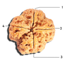 Load image into Gallery viewer, 4 Mukhi Rudraksha from Nepal - Bead No. 410