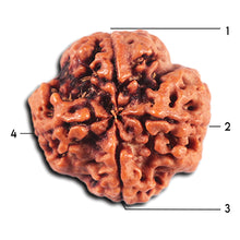 Load image into Gallery viewer, 4 Mukhi Rudraksha from Nepal - Bead No. 355