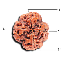 Load image into Gallery viewer, 4 Mukhi Rudraksha from Nepal - Bead No.362