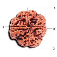 Load image into Gallery viewer, 4 Mukhi Rudraksha from Nepal - Bead No.363