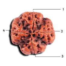 Load image into Gallery viewer, 4 Mukhi Rudraksha from Nepal - Bead No.372
