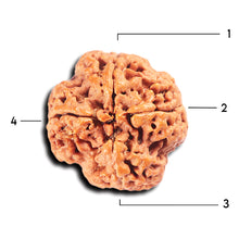 Load image into Gallery viewer, 4 Mukhi Rudraksha from Nepal - Bead No. 377