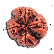 Load image into Gallery viewer, 4 Mukhi Rudraksha from Nepal - Bead No.381