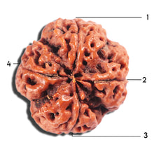 Load image into Gallery viewer, 4 Mukhi Rudraksha from Nepal - Bead No. 383