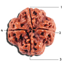 Load image into Gallery viewer, 4 Mukhi Rudraksha from Nepal - Bead No. 386