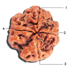 Load image into Gallery viewer, 4 Mukhi Rudraksha from Nepal - Bead No. 387