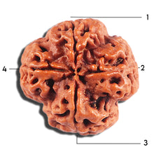 Load image into Gallery viewer, 4 Mukhi Rudraksha from Nepal - Bead No. 394