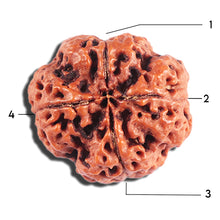 Load image into Gallery viewer, 4 Mukhi Rudraksha from Nepal - Bead No. 401