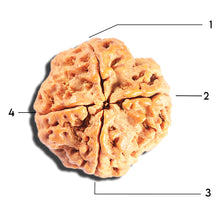 Load image into Gallery viewer, 4 Mukhi Rudraksha from Nepal - Bead No. 402