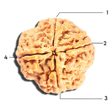 Load image into Gallery viewer, 4 Mukhi Rudraksha from Nepal - Bead No. 405