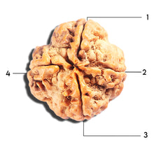 Load image into Gallery viewer, 4 Mukhi Rudraksha from Nepal - Bead No. 406
