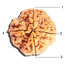Load image into Gallery viewer, 4 Mukhi Rudraksha from Nepal - Bead No. 408