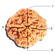 Load image into Gallery viewer, 4 Mukhi Rudraksha from Nepal - Bead No.411