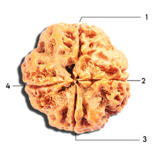 Load image into Gallery viewer, 4 Mukhi Rudraksha from Nepal - Bead No. 412