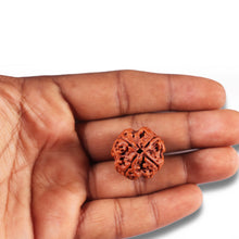Load image into Gallery viewer, 4 Mukhi Rudraksha from Nepal - Bead No. 360
