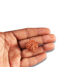 Load image into Gallery viewer, 4 Mukhi Rudraksha from Nepal - Bead No. 365