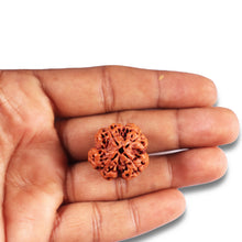 Load image into Gallery viewer, 4 Mukhi Rudraksha from Nepal - Bead No. 367