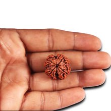 Load image into Gallery viewer, 4 Mukhi Rudraksha from Nepal - Bead No.371