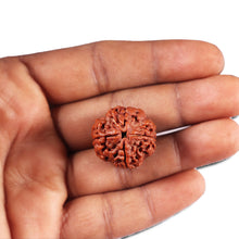 Load image into Gallery viewer, 4 Mukhi Rudraksha from Nepal - Bead No. 379