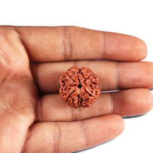 Load image into Gallery viewer, 4 Mukhi Rudraksha from Nepal - Bead No. 382