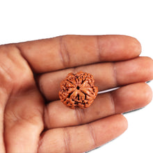 Load image into Gallery viewer, 4 Mukhi Rudraksha from Nepal - Bead No. 387