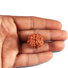 Load image into Gallery viewer, 4 Mukhi Rudraksha from Nepal - Bead No. 389