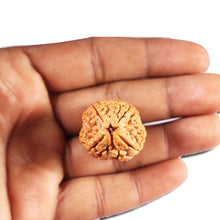 Load image into Gallery viewer, 4 Mukhi Rudraksha from Nepal - Bead No. 405