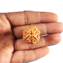 Load image into Gallery viewer, 4 Mukhi Rudraksha from Nepal - Bead No. 408