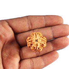 Load image into Gallery viewer, 4 Mukhi Rudraksha from Nepal - Bead No. 413