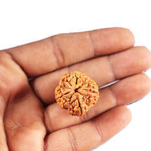 Load image into Gallery viewer, 4 Mukhi Rudraksha from Nepal - Bead No. 414