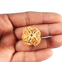 Load image into Gallery viewer, 4 Mukhi Rudraksha from Nepal - Bead No. 410