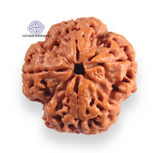 Load image into Gallery viewer, 4 Mukhi Rudraksha from Nepal - Bead No. 449