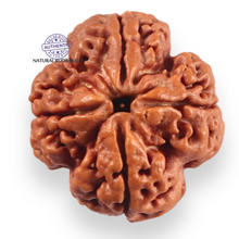 Load image into Gallery viewer, 4 Mukhi Rudraksha from Nepal - Bead No. 450