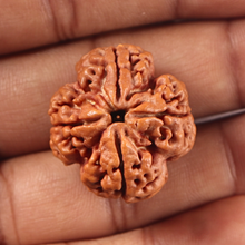 Load image into Gallery viewer, 4 Mukhi Rudraksha from Nepal - Bead No. 450