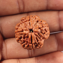Load image into Gallery viewer, 4 Mukhi Rudraksha from Nepal - Bead No. 451