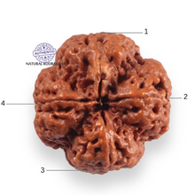 Load image into Gallery viewer, 4 Mukhi Rudraksha from Nepal - Bead No. 452