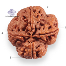 Load image into Gallery viewer, 4 Mukhi Rudraksha from Nepal - Bead No. 454