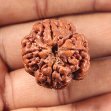 Load image into Gallery viewer, 4 Mukhi Rudraksha from Nepal - Bead No. 456