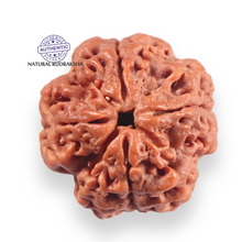 Load image into Gallery viewer, 4 Mukhi Rudraksha from Nepal - Bead No. 457