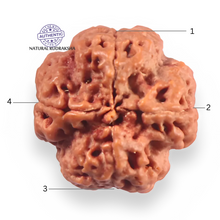 Load image into Gallery viewer, 4 Mukhi Rudraksha from Nepal - Bead No. 457