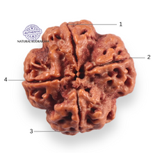 Load image into Gallery viewer, 4 Mukhi Rudraksha from Nepal - Bead No. 458