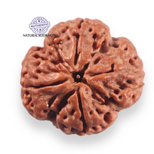 Load image into Gallery viewer, 4 Mukhi Rudraksha from Nepal - Bead No. 459