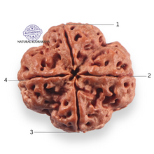 Load image into Gallery viewer, 4 Mukhi Rudraksha from Nepal - Bead No. 459